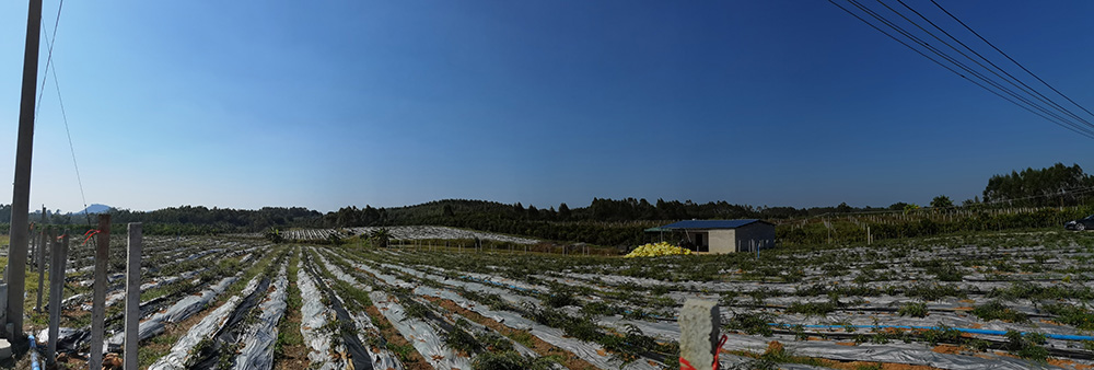 山豆根種植基地