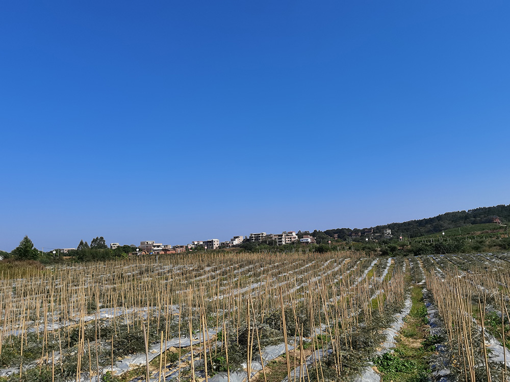 山豆根種植基地