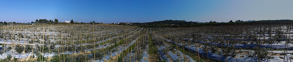 山豆根種植基地