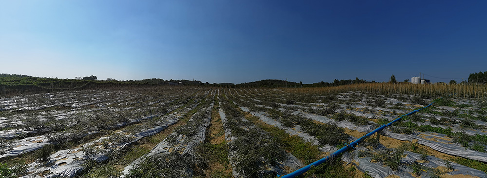 山豆根種植基地