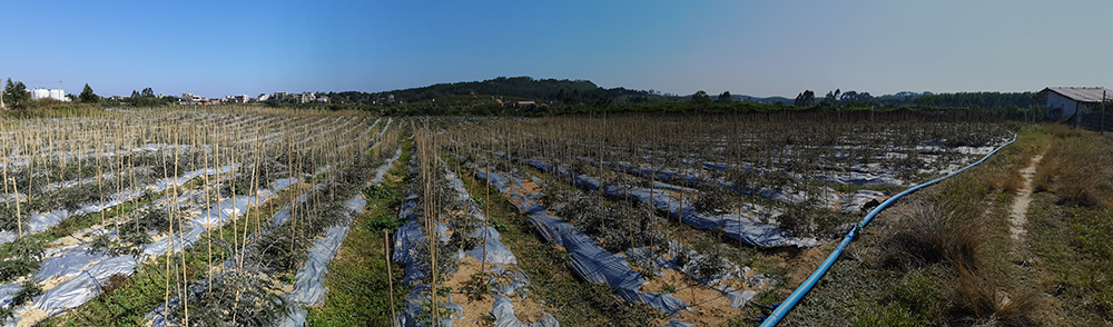 山豆根種植基地