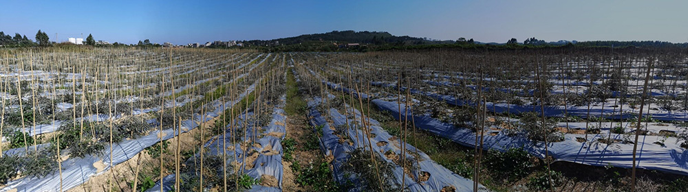 山豆根種植基地